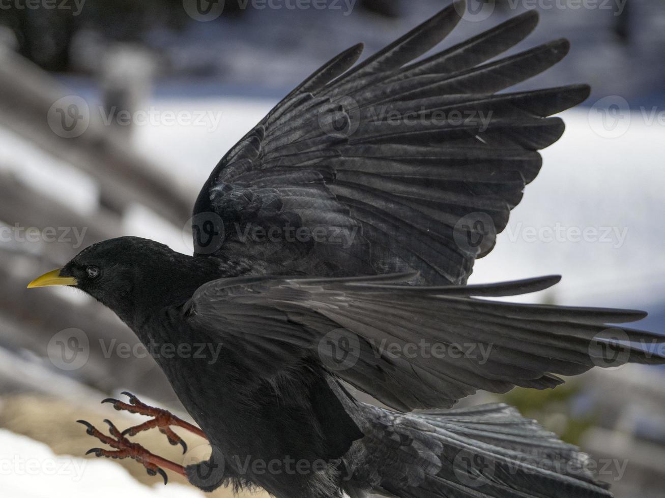 red paw yellow beak croak black bird on white snow raven crow photo