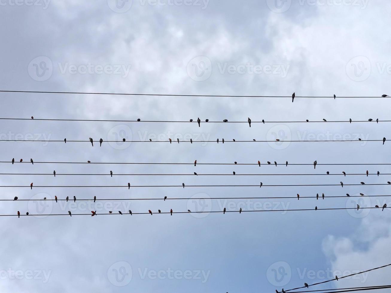 pájaros rojos en las líneas eléctricas foto