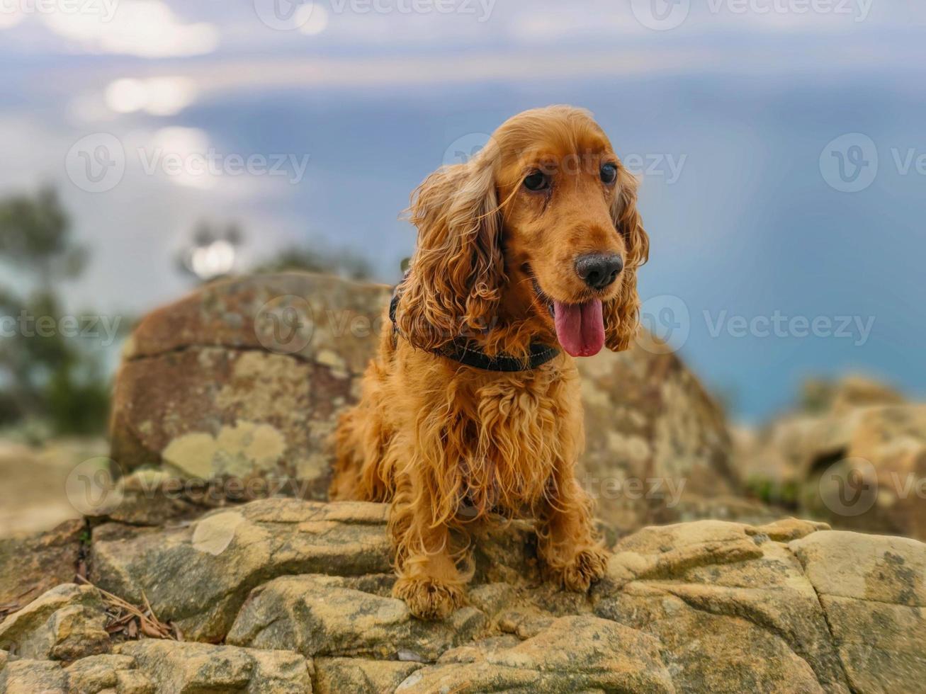 Dog cocker spaniel portrait on cinque terre hike photo