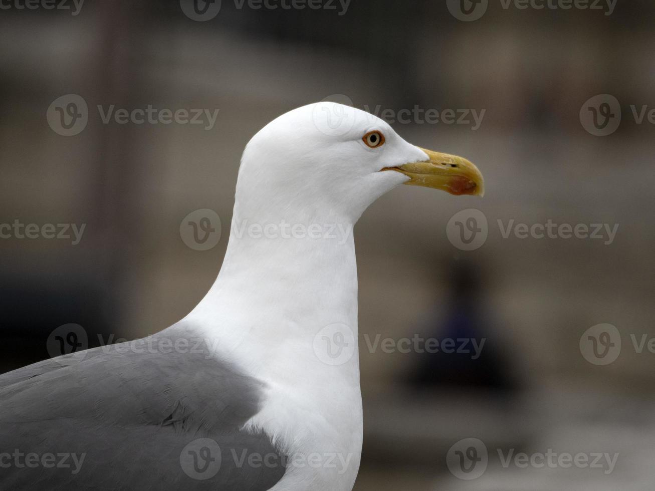 seagull in rome close up portrait photo