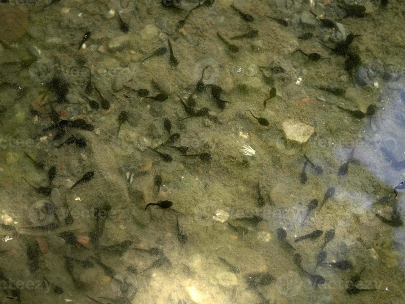 tadpole frog in a creek photo