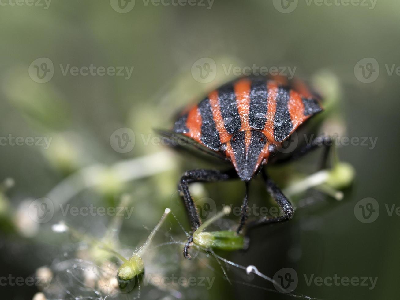 graphosoma italicum bug escarabajo insecto macro foto