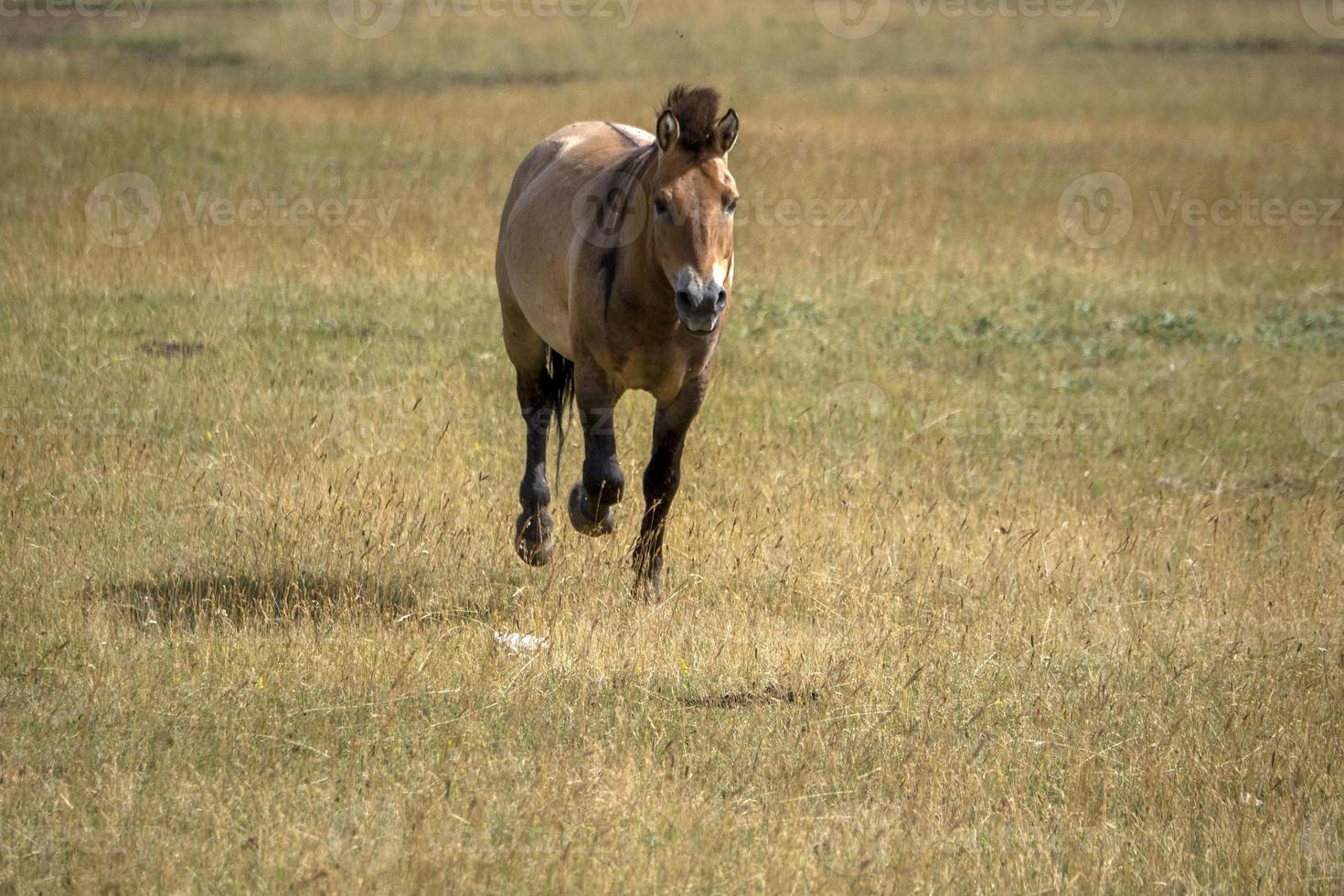 przewalski horse portrait in summer photo