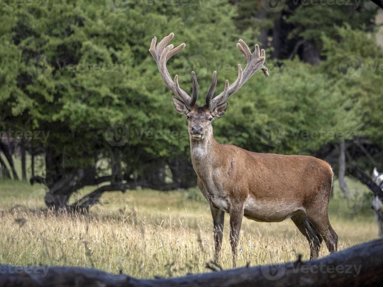 European deer portrait in summer photo