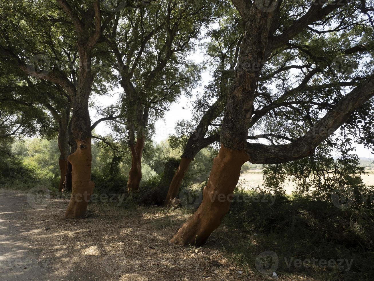 Cork tree bark detail close up Sardinia 11966381 Stock Photo at Vecteezy