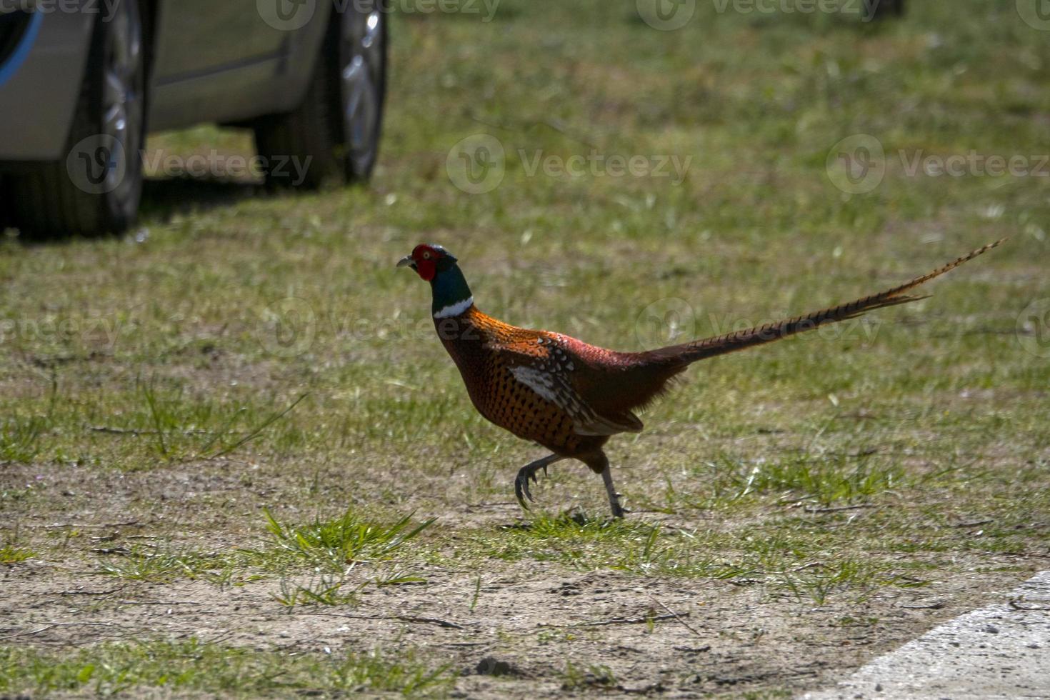 pheasant crossing the road photo