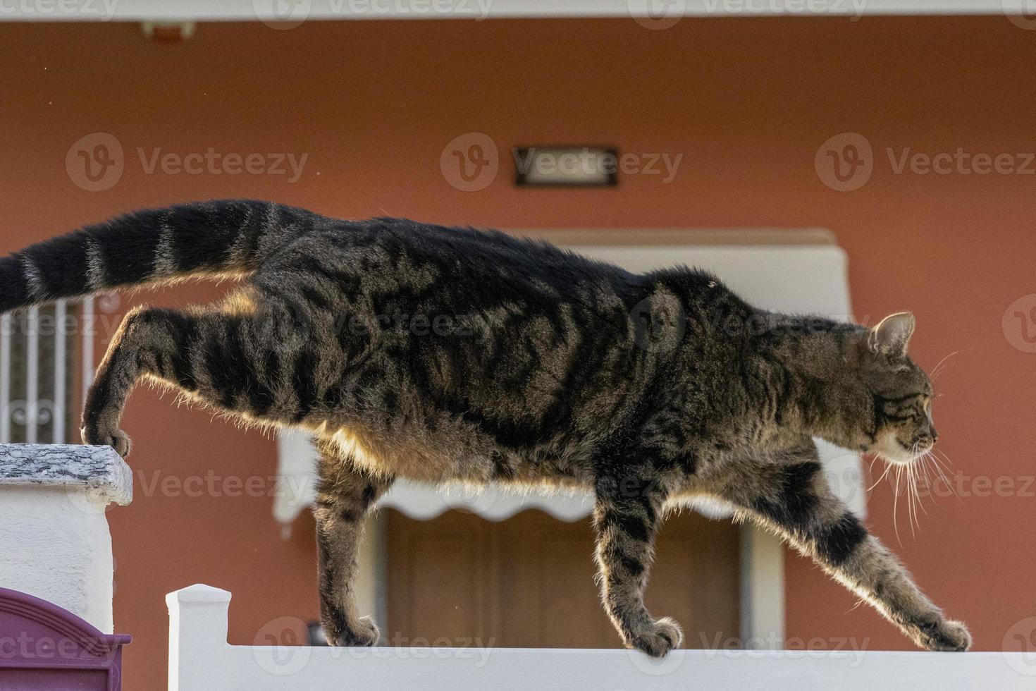 retrato de gato de cerca mirándote desde la valla foto