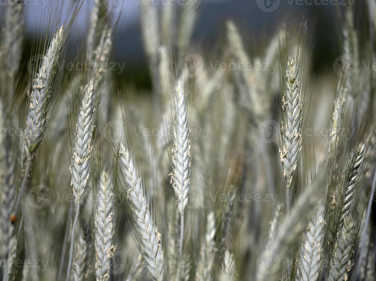 campo de trigo de Ucrania listo para cosechar foto