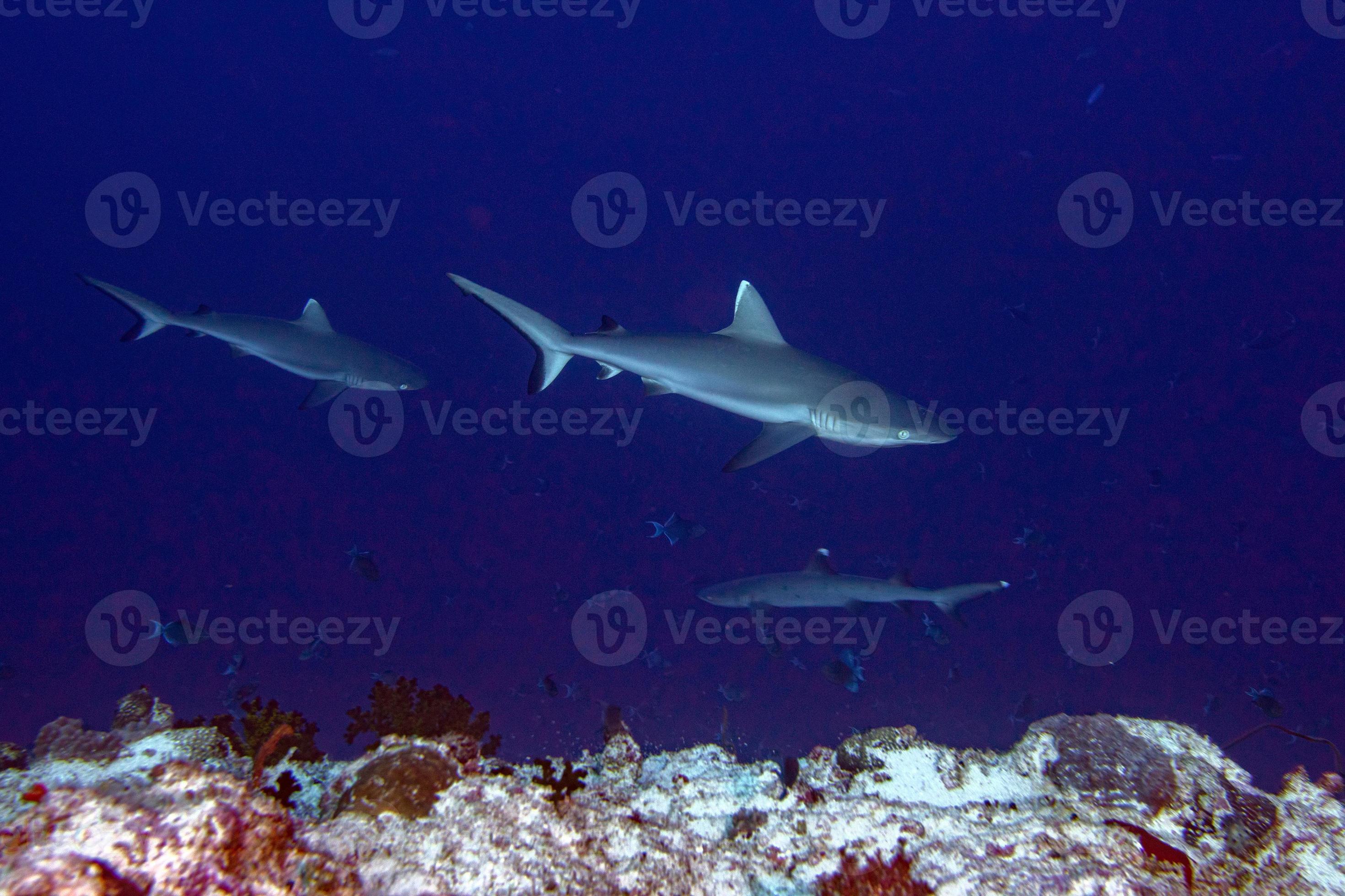 white tip reef shark ready to attack underwater 11966616 Stock Photo at