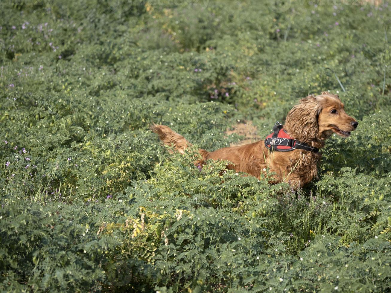 happy dog cocker spainel in the green grass field photo