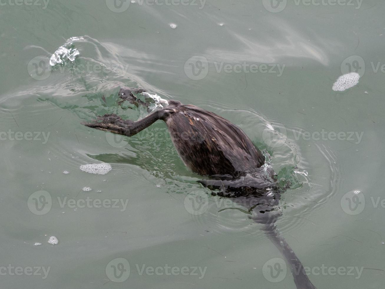 Grebe bird while swimming in garda lake photo