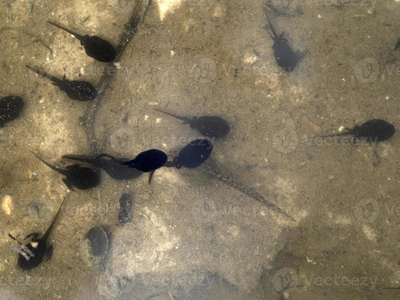 frog tadpole in a swamp photo