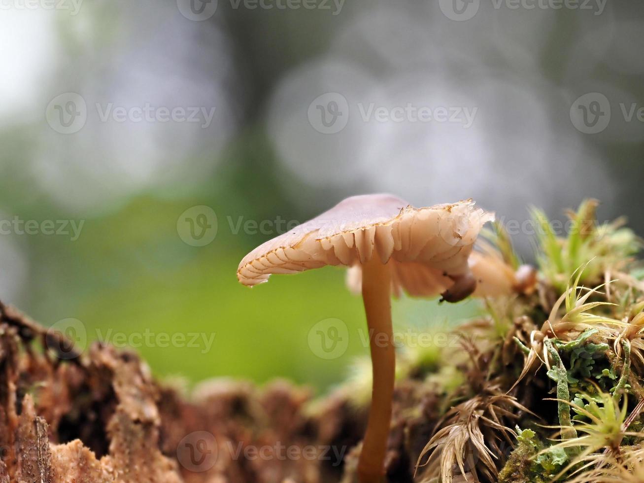 MARASMIUS OREADES mushroom in the forest photo