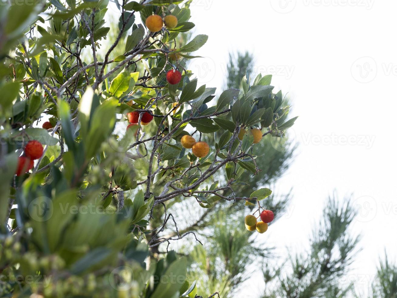 Strawberry fruit tree in Liguria, Italy photo