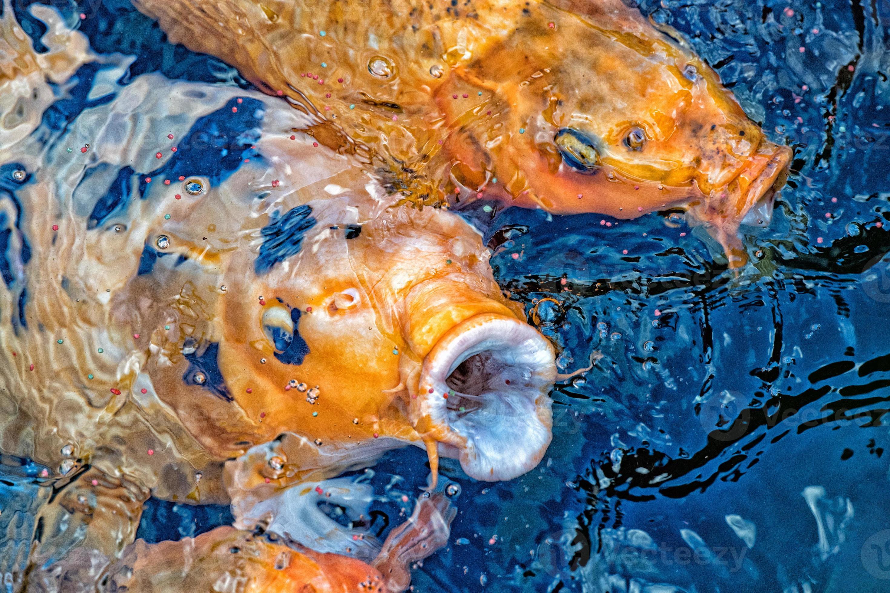 koi-carp-open-mouth-while-eating-11966720-stock-photo-at-vecteezy