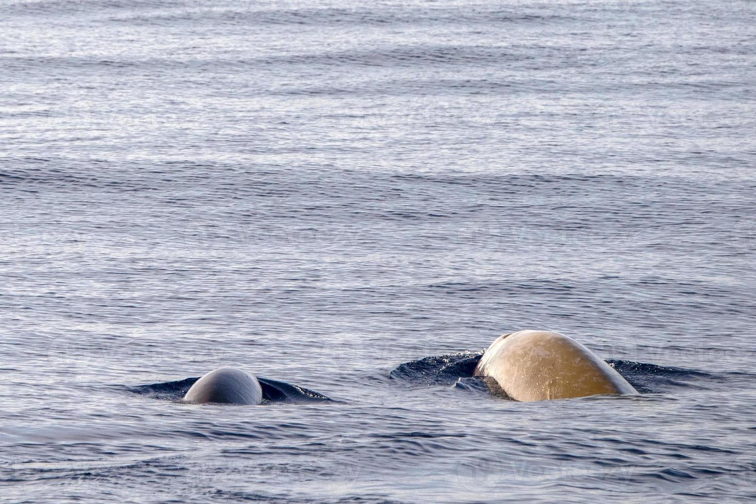 mother and baby calf Cuvier Goose Beaked whale dolphin Ziphius cavirostris photo