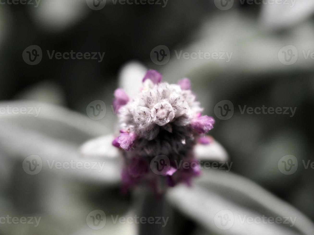 Stachys Byzantina silver leaf plant with flower photo