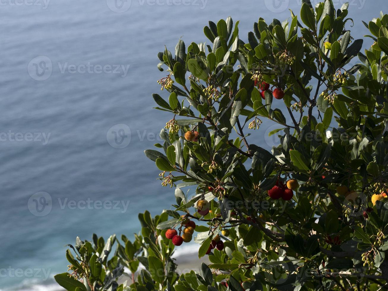 Strawberry fruit tree in Liguria, Italy photo