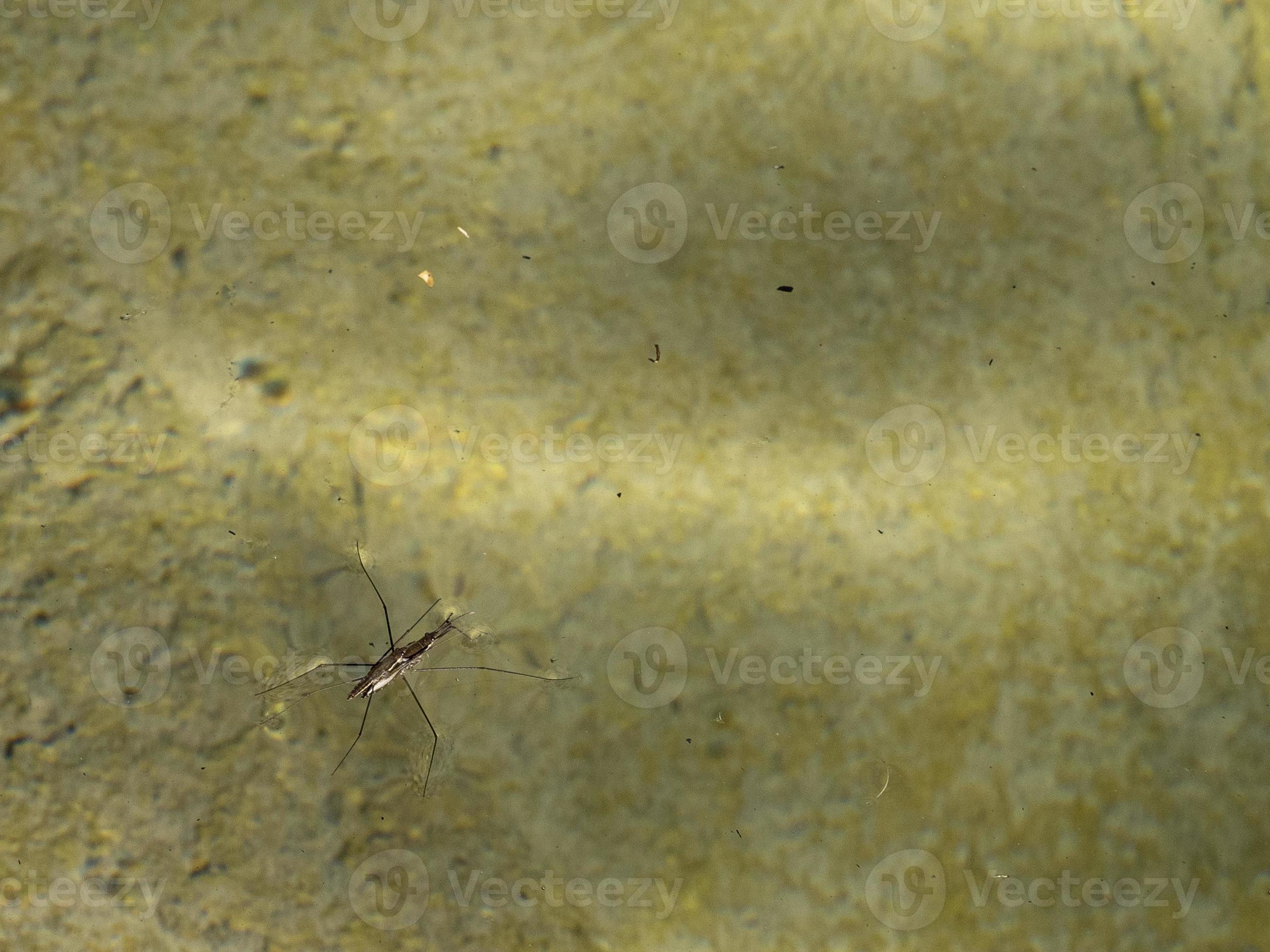Mating Gerridae Water bugs pond skaters jesus bug 11966903 Stock Photo