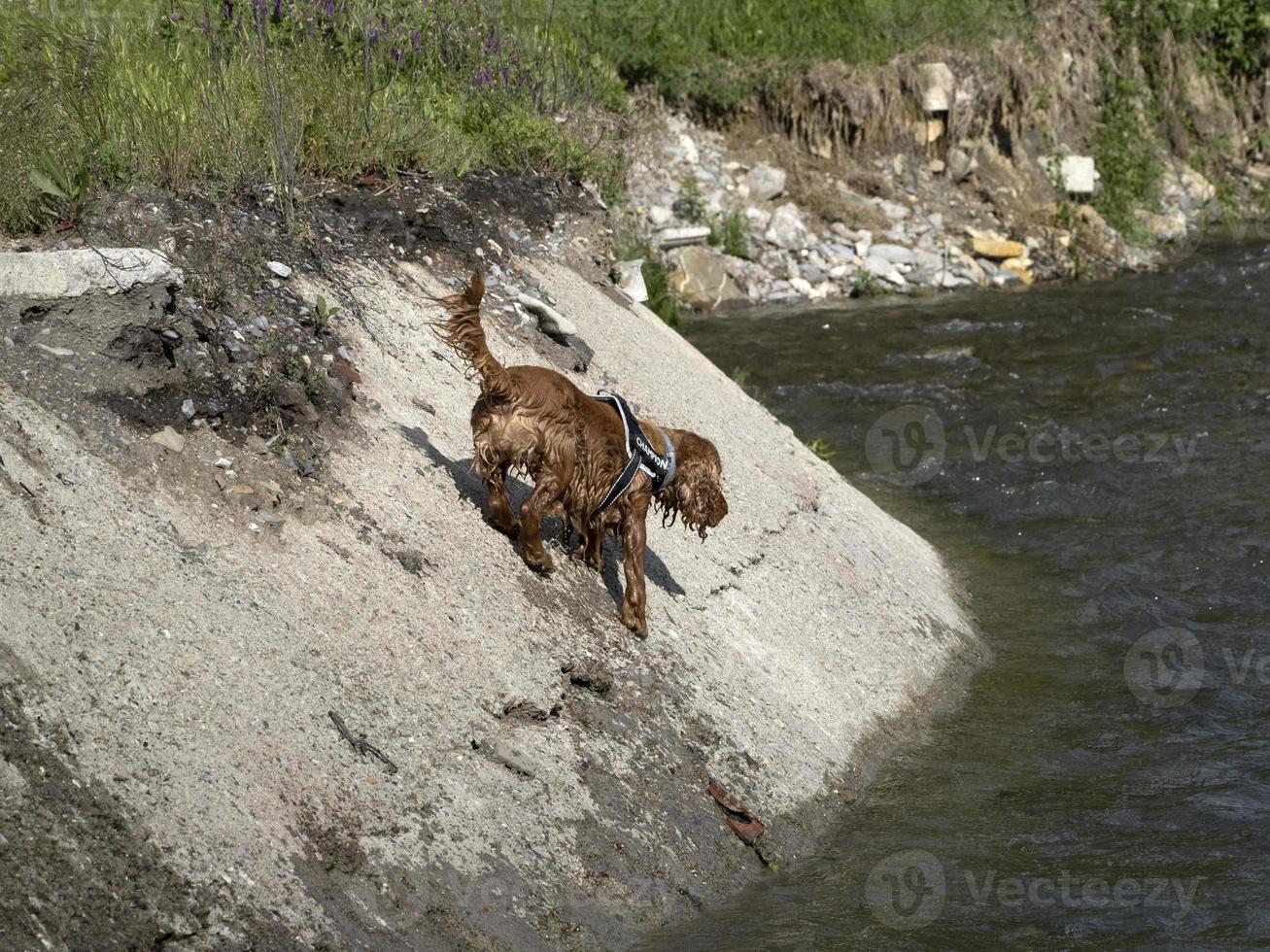 Puppy young dog English cocker spaniel while in the water photo