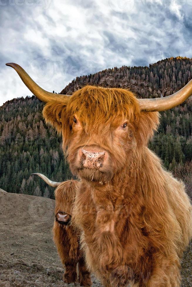 Highlander scotland hairy cow frozen nose photo