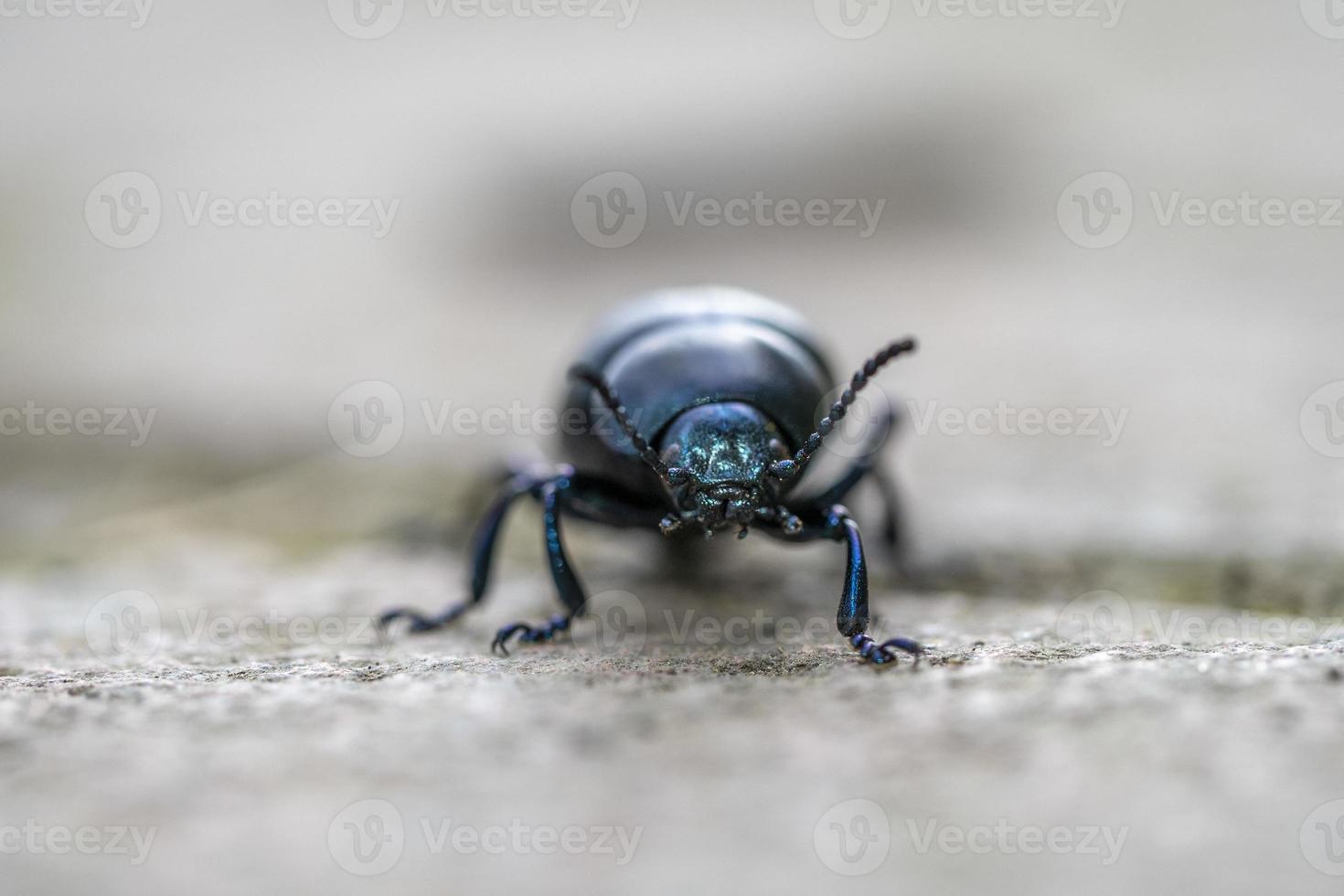 timarcha ojos azules bicho beatle macro foto