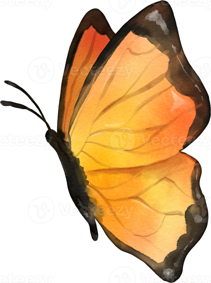 Butterfly Watercolor Illustration png