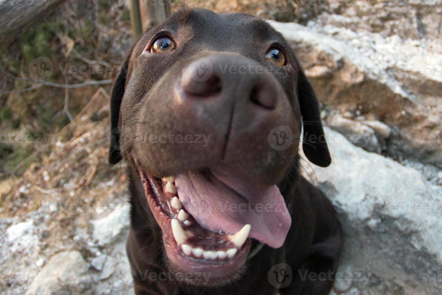 happy dog looking at you photo