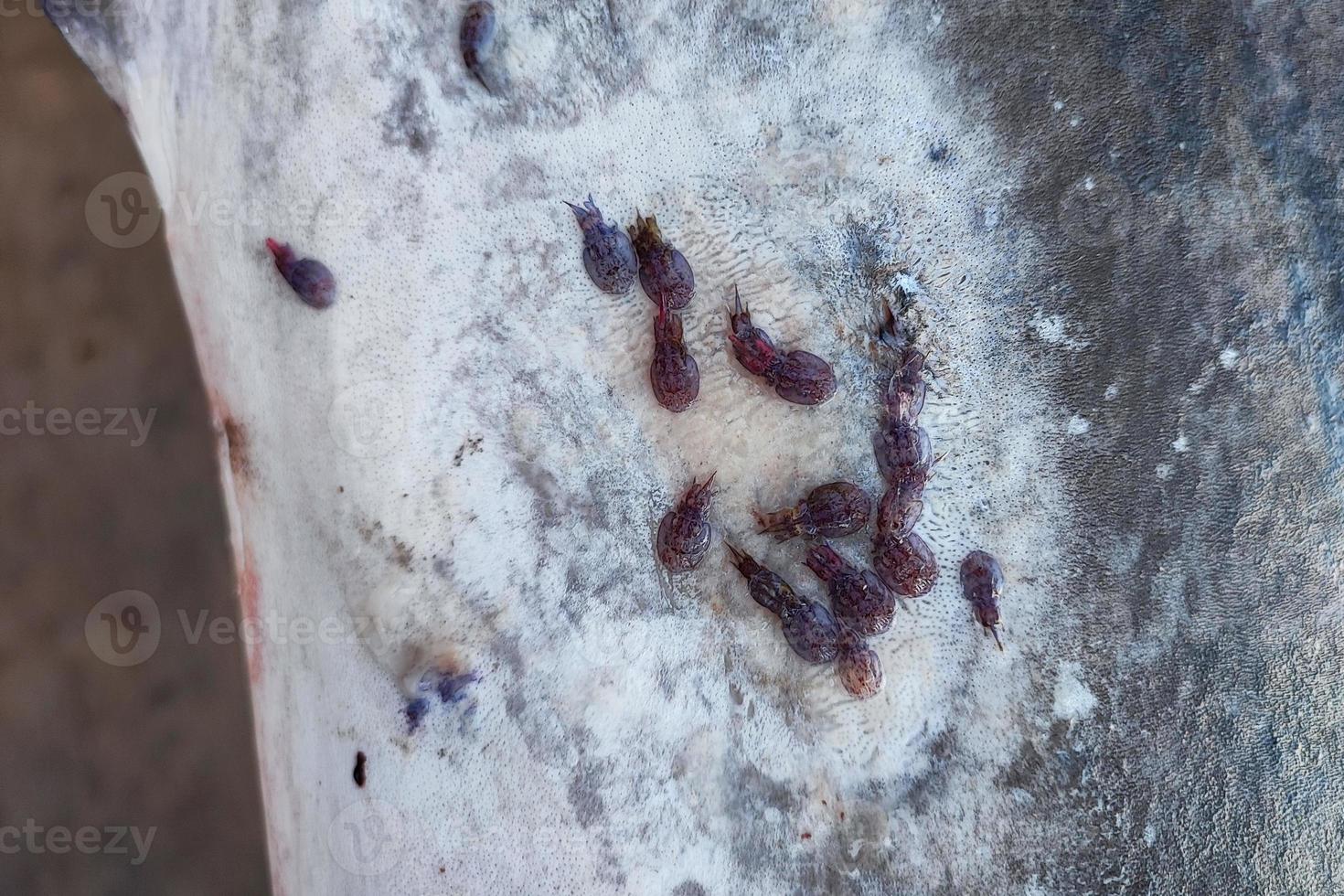 Swordfish external parasites on the skin 11967258 Stock Photo at Vecteezy