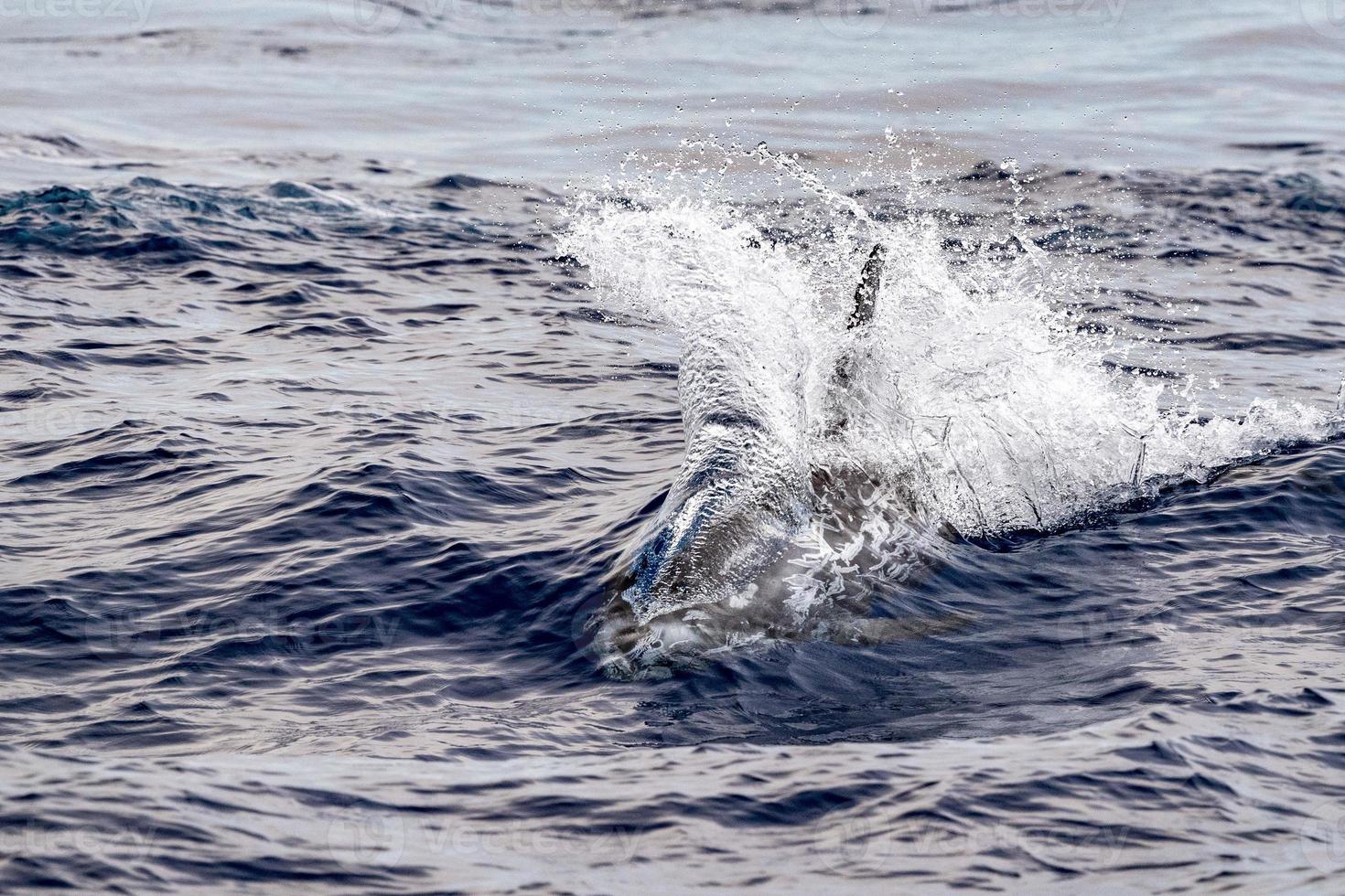 Risso Dolphin Grampus in Mediterranean photo