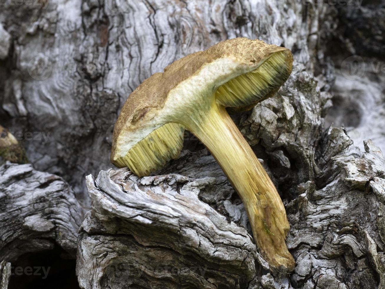 Suillus granulatus mushroom close up photo