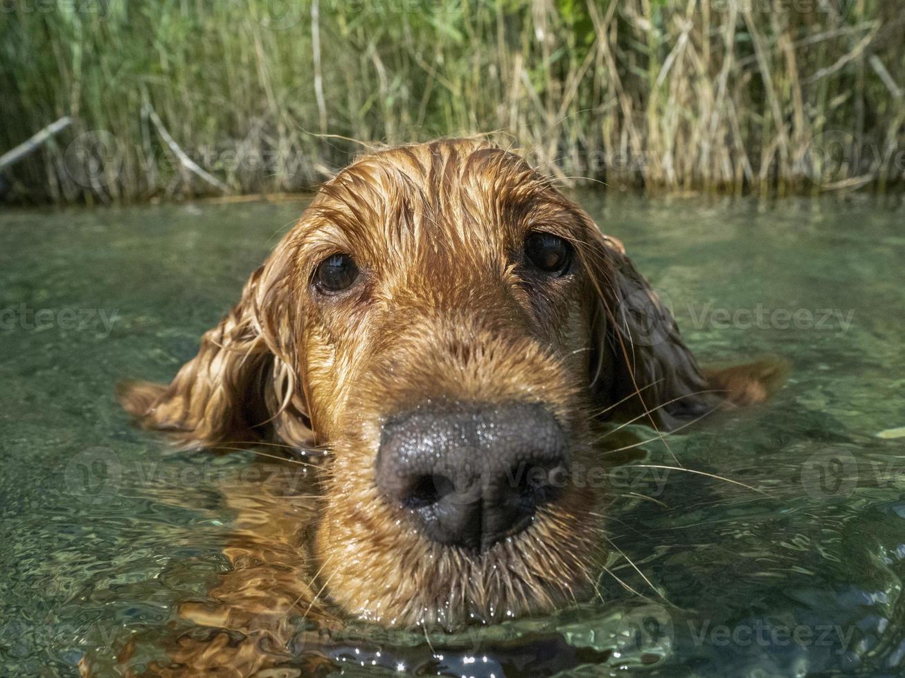 cocker spaniel dog swimming in the water photo