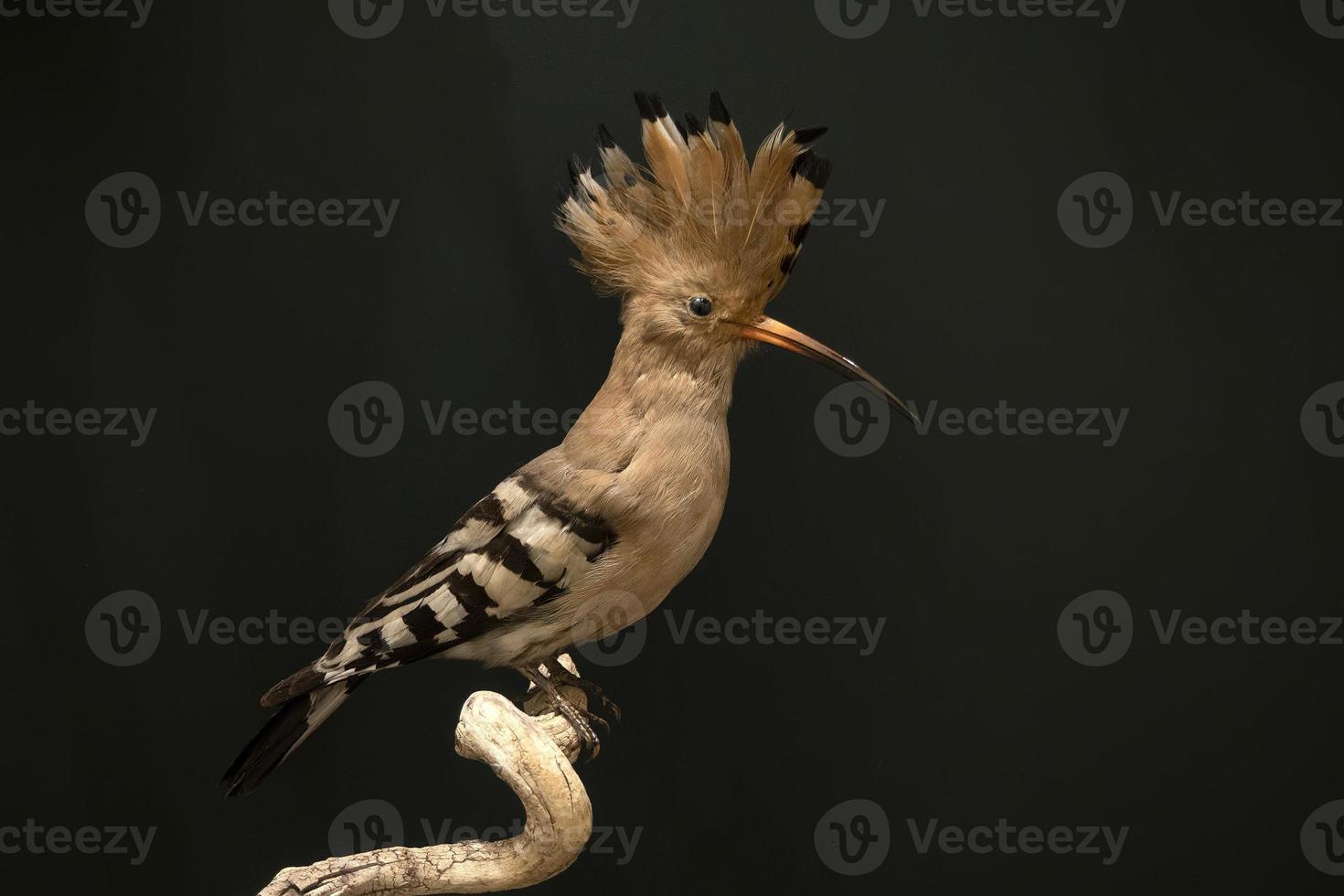Stuffed upupa bird on display isolated on black photo