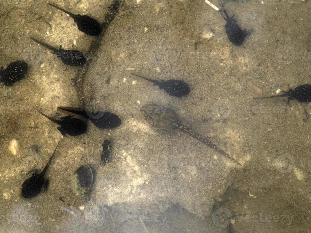 frog tadpole in a swamp photo