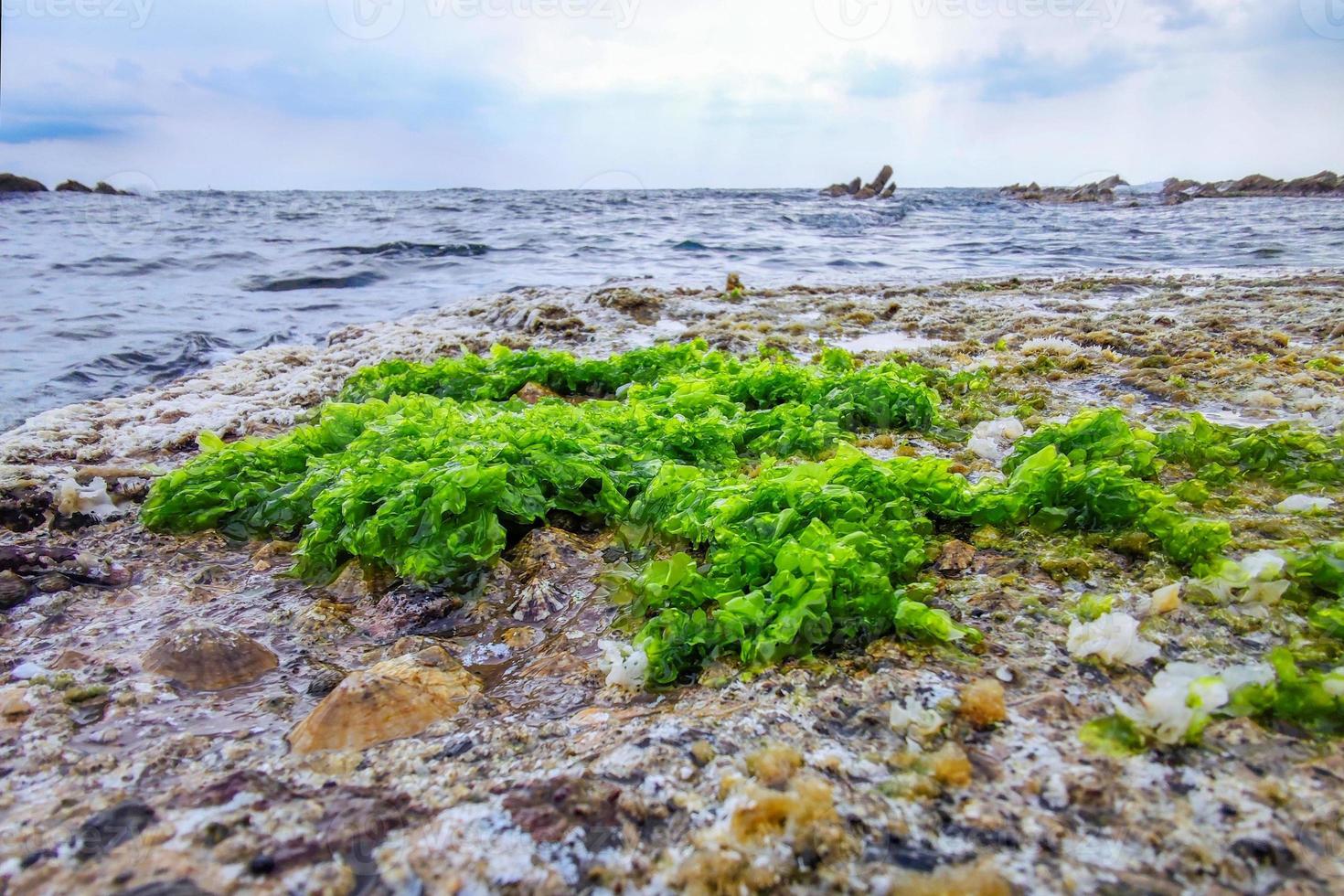 boccadasse génova antiguo pueblo piedra playa algas foto