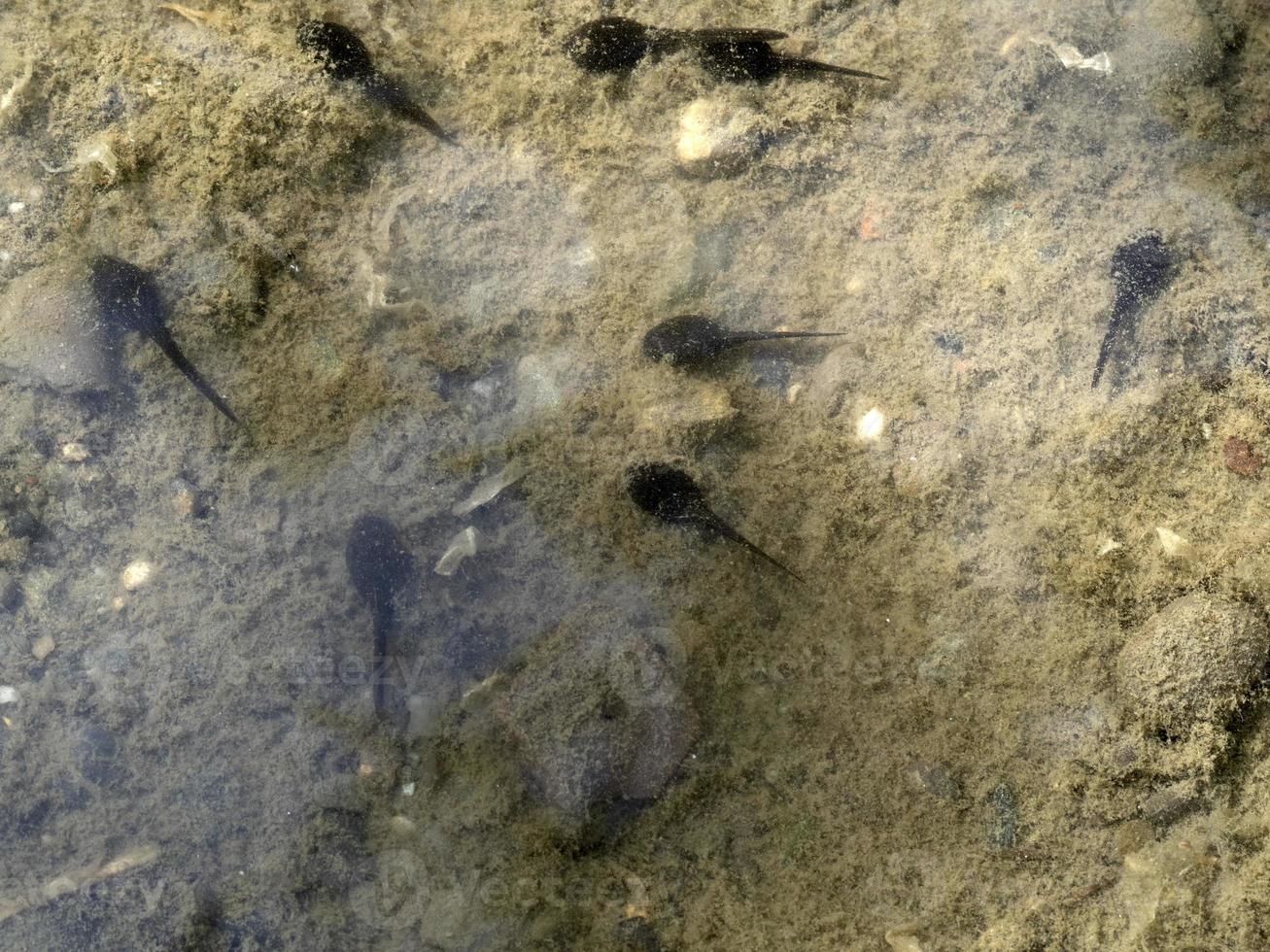 tadpole frog in a creek photo