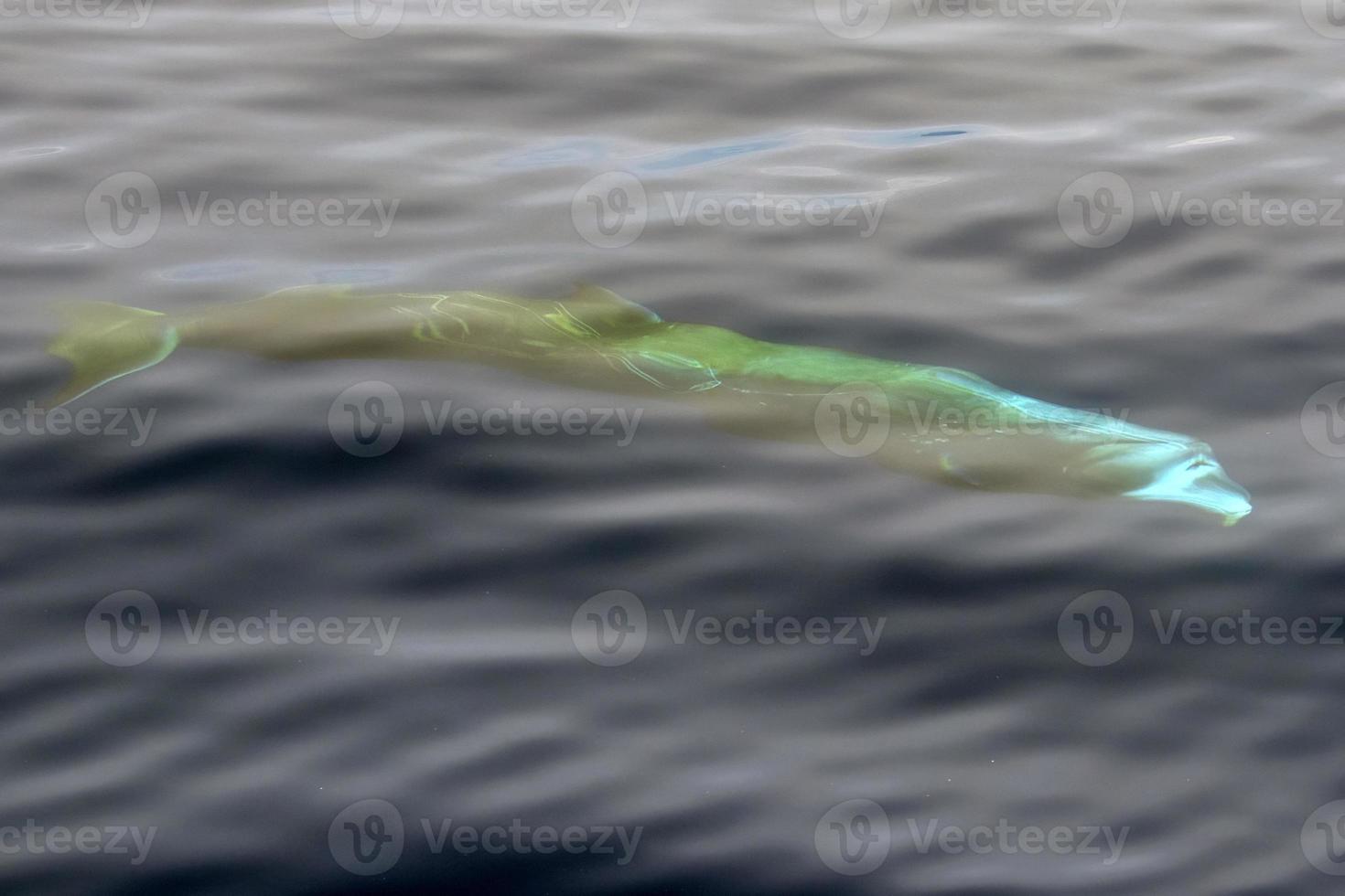 cuvier beaked whale close up portrait photo