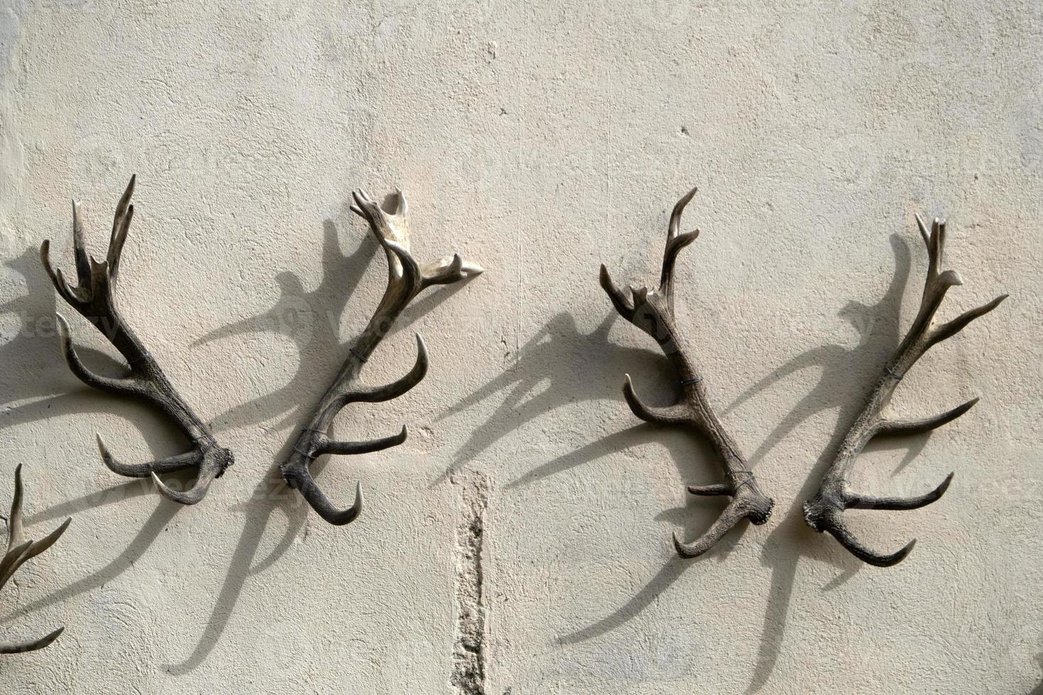 deer antlers on building wall photo