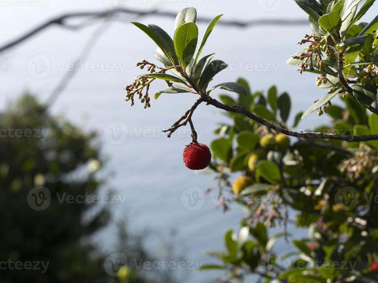 Strawberry fruit tree in Liguria, Italy photo