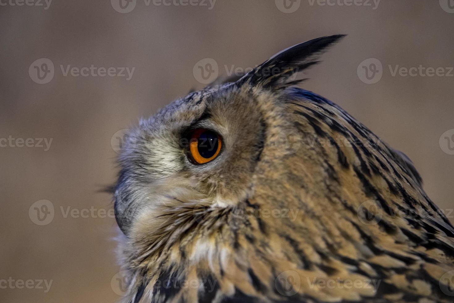 owl eye detail close up macro photo