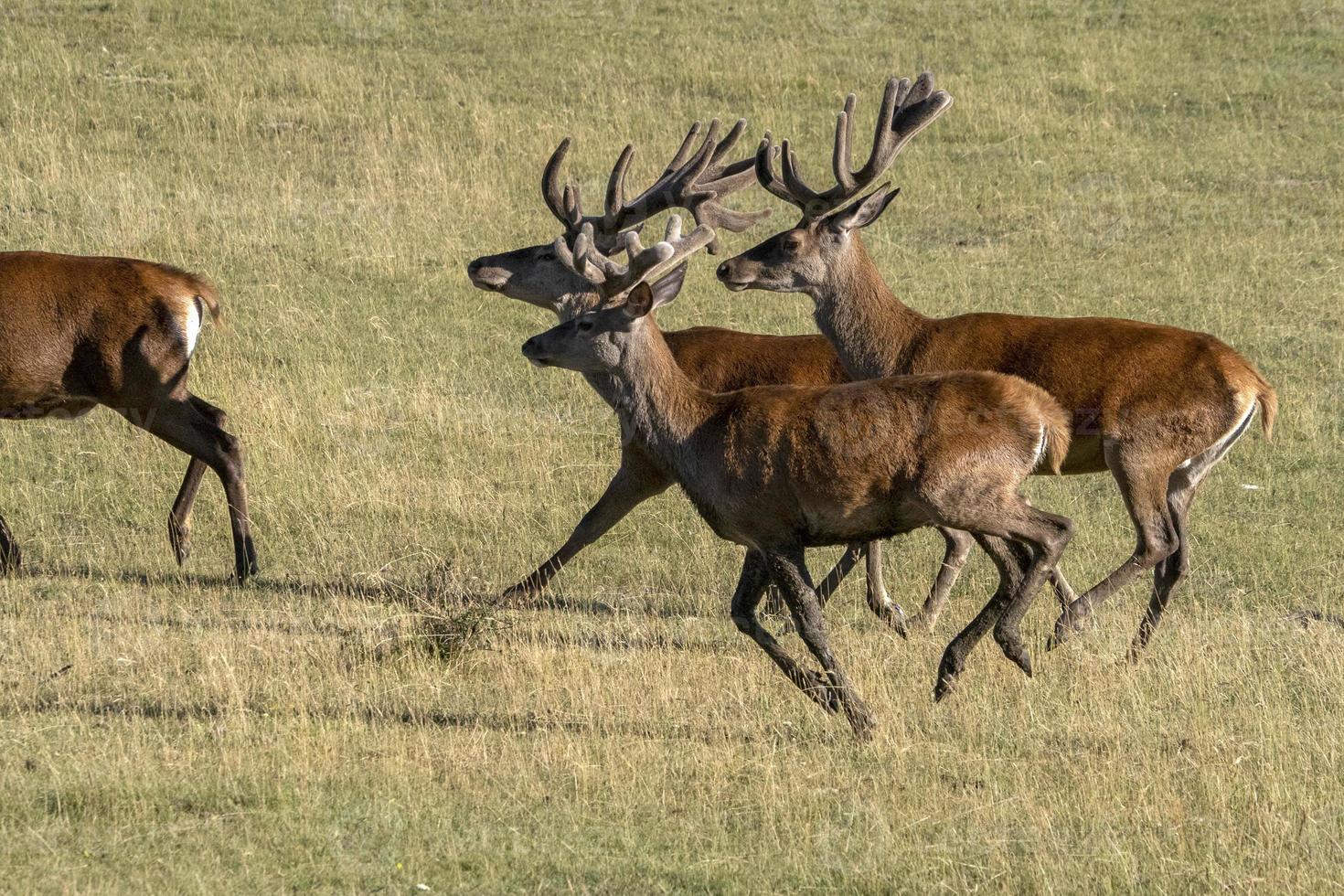 European deer portrait in summer while running photo