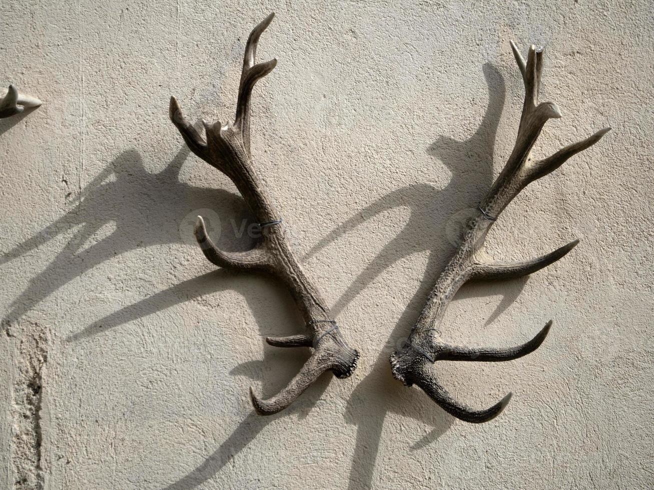 deer antlers on building wall photo