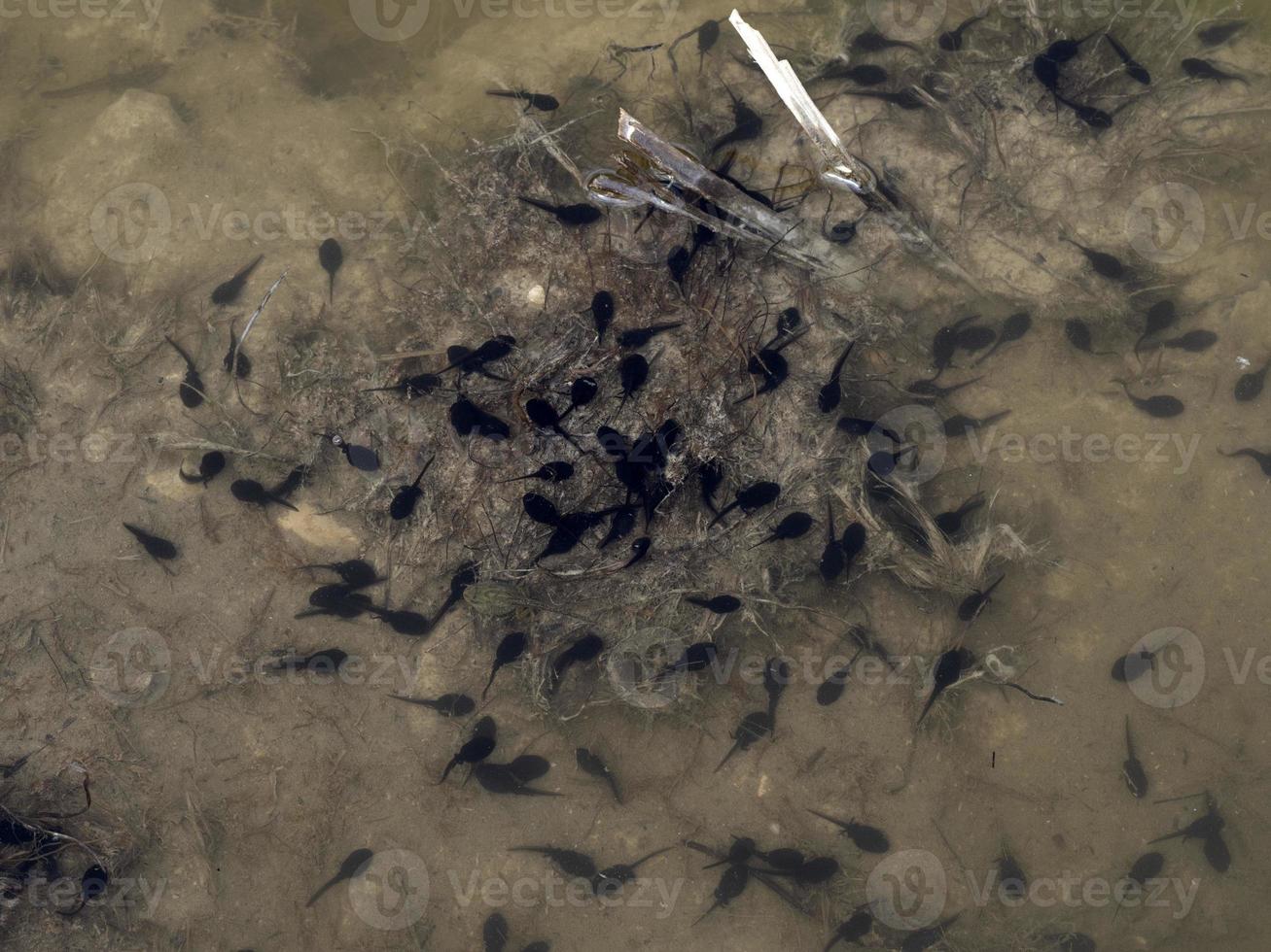 frog tadpole in a swamp photo