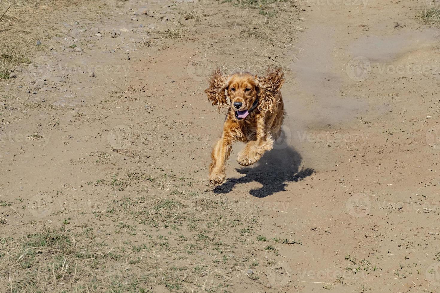 happy young cocker spaniel running to you photo