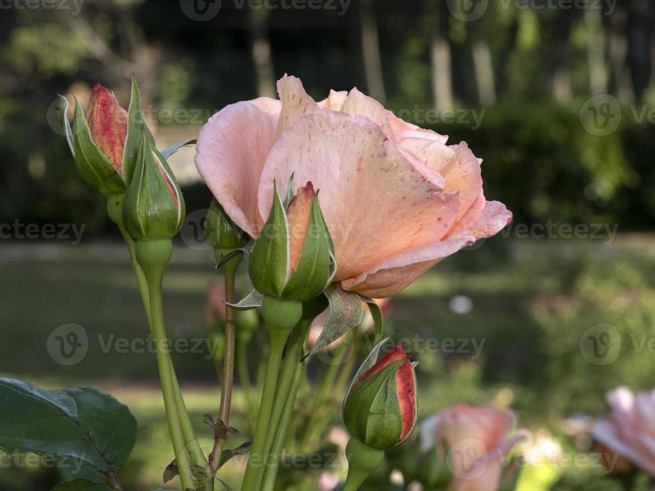 Rare rose flower at cultivation garden species photo