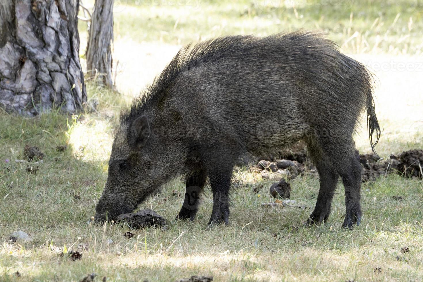 wild boar portrait in the forest in summer photo