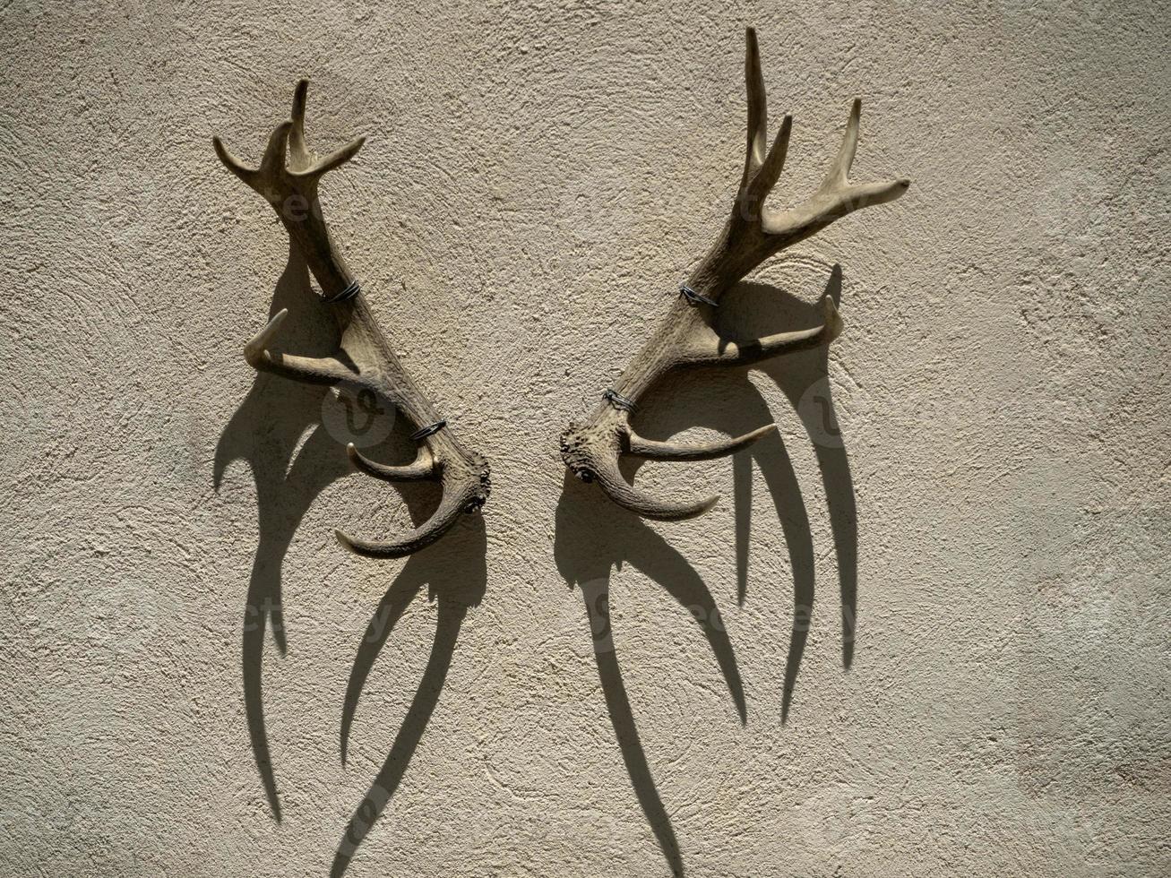 deer antlers on building wall photo