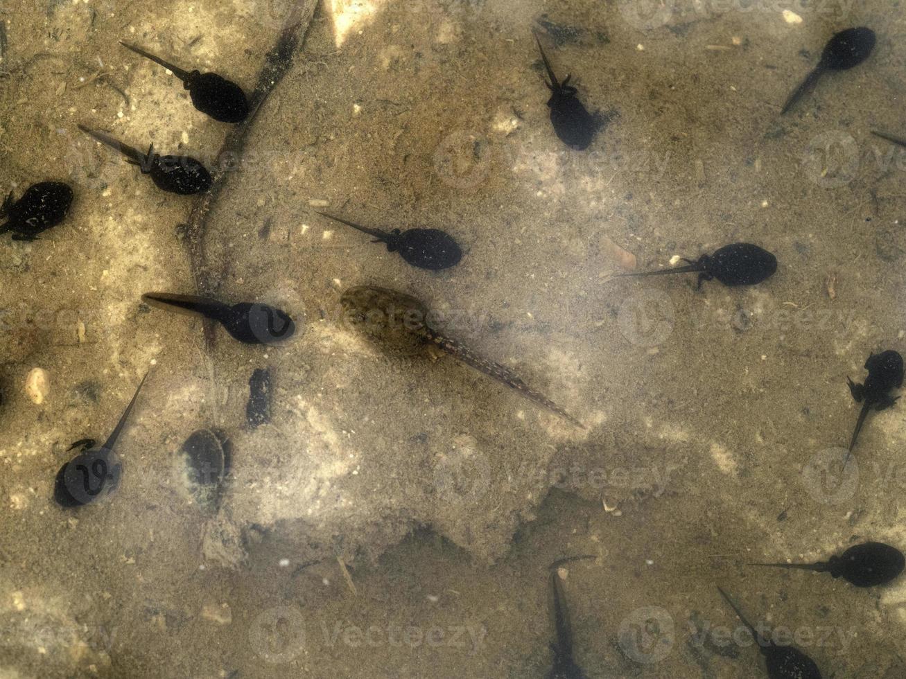 frog tadpole in a swamp photo