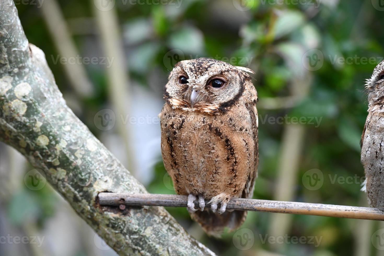 indonesia owl close up portrait looking at you photo