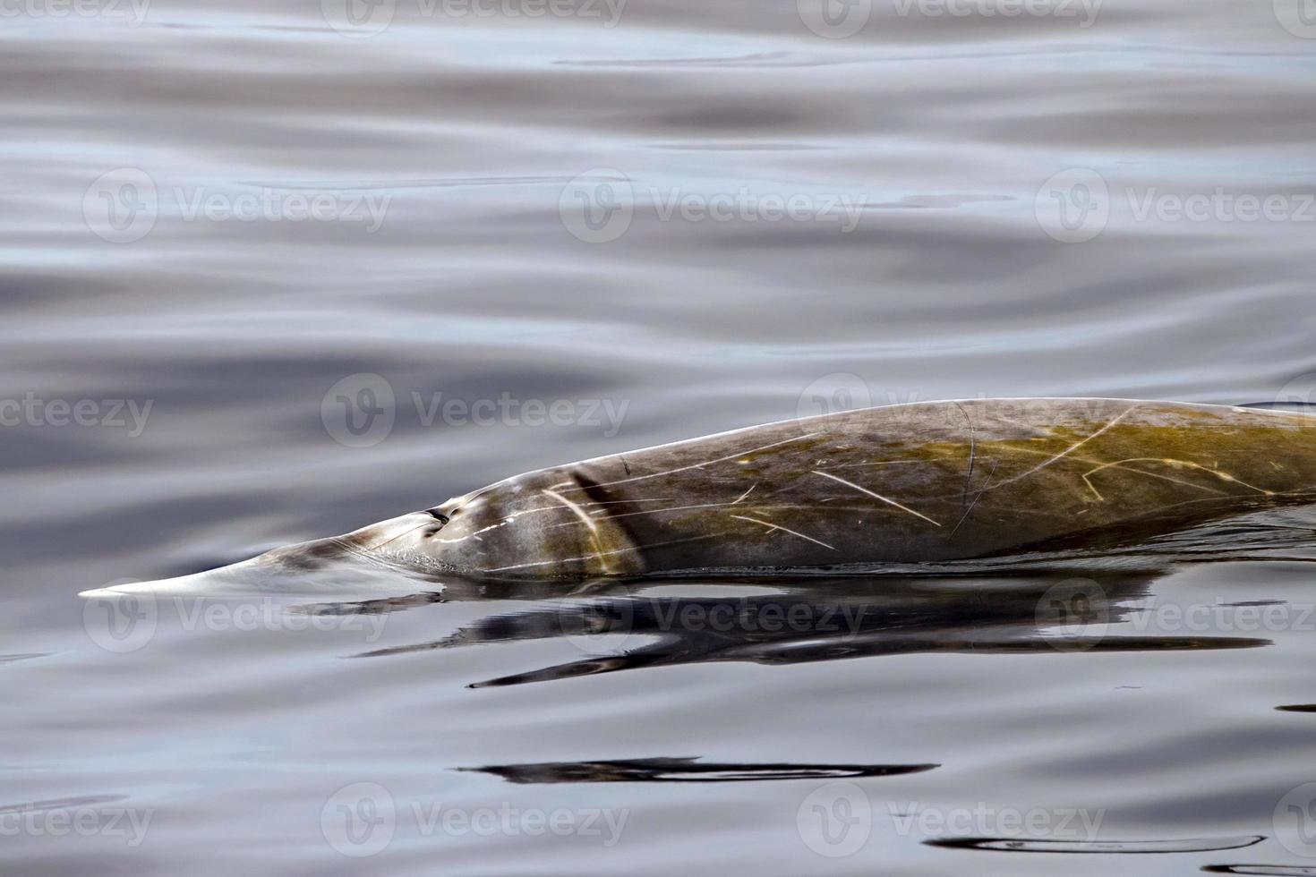 cuvier beaked whale close up portrait photo